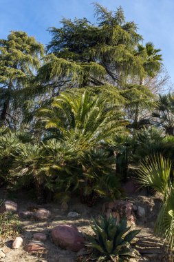 MADRID, İspanya - 23 Ocak 2018: Madrid, İspanya 'da Batı Park' taki Ağaçlar (Parque del Oeste)