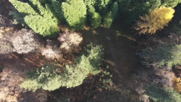 Flygfoto Över Gamla Sequoia Skog Nära Byn Bogoslov Kyustendil Region — Stockvideo