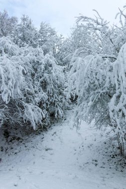 Bulgaristan 'ın Sofya kentindeki South Park' ın şaşırtıcı kış manzarası