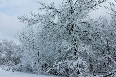 Bulgaristan 'ın Sofya kentindeki South Park' ın şaşırtıcı kış manzarası