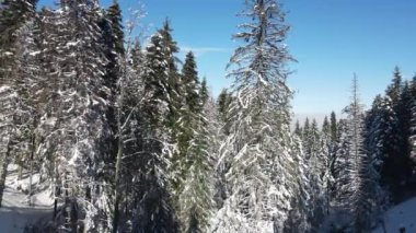 Bulgaristan 'ın Sofya Bölgesi' ndeki Borovets kayak merkezi yakınlarındaki Rila Dağı 'nın kış manzarası