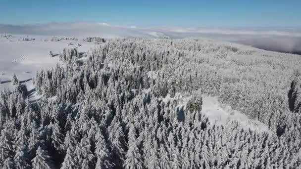 Aerial Winter View Vitosha Mountain Περιφέρεια Πόλης Της Σόφιας Βουλγαρία — Αρχείο Βίντεο