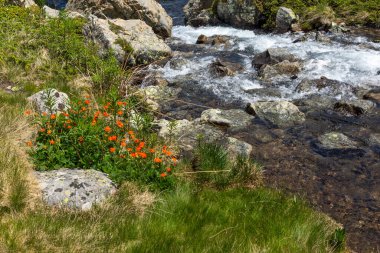 Bulgaristan 'ın Popovo Gölü yakınlarındaki Pirin Dağı' nın İnanılmaz Yaz Manzarası