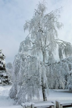 Bulgaristan 'ın Sofya kentindeki South Park' ın şaşırtıcı kış manzarası