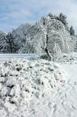 Bulgaristan 'ın Sofya kentindeki South Park' ın şaşırtıcı kış manzarası
