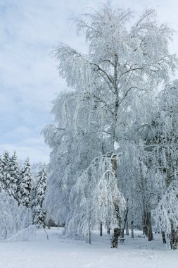 Bulgaristan 'ın Sofya kentindeki South Park' ın şaşırtıcı kış manzarası