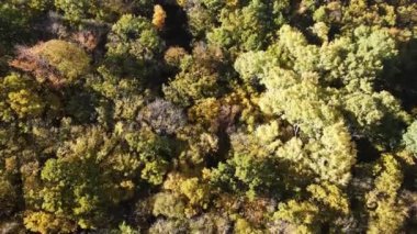 Sonbahar manzara Cherna Gora (Karadağ) Dağı, Pernik bölge, Bulgaristan