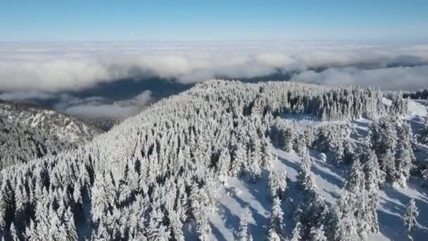 Flygfoto Vinter Utsikt Över Vitosha Mountain Sofia City Region Bulgarien — Stockvideo