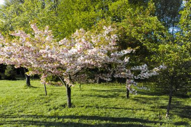 SOFYA, BULGARIA - 30 Nisan 2022: Bulgaristan 'ın Sofya kentindeki South Park' ın şaşırtıcı bahar manzarası