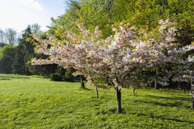 SOFYA, BULGARIA - 30 Nisan 2022: Bulgaristan 'ın Sofya kentindeki South Park' ın şaşırtıcı bahar manzarası