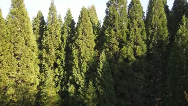 Aerial View Old Sequoia Forest Village Bogoslov Kyustendil Region Bulgaria — Stock Video