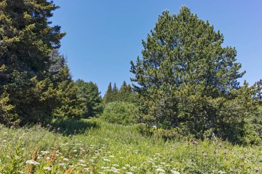 Bulgaristan 'ın Sofya Şehir Bölgesi' ndeki Aleko barakası yakınlarındaki Vitosha Dağı 'nın yaz manzarası