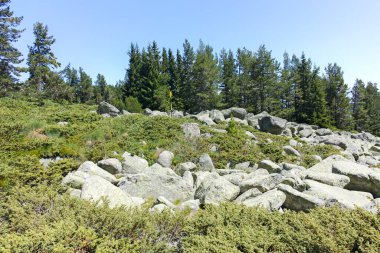 Bulgaristan 'ın Sofya Şehir Bölgesi' ndeki Aleko barakası yakınlarındaki Vitosha Dağı 'nın yaz manzarası