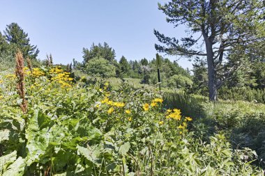 Bulgaristan 'ın Sofya Şehir Bölgesi' ndeki Aleko barakası yakınlarındaki Vitosha Dağı 'nın yaz manzarası