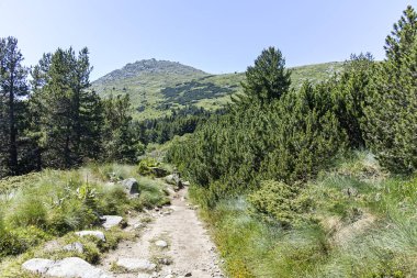 Bulgaristan 'ın Sofya Şehir Bölgesi' ndeki Aleko barakası yakınlarındaki Vitosha Dağı 'nın yaz manzarası