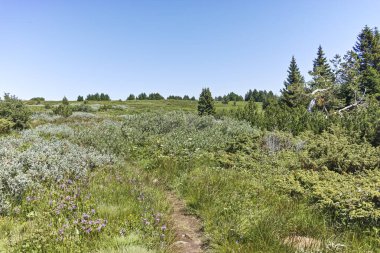 Bulgaristan 'ın Sofya Şehir Bölgesi' ndeki Aleko barakası yakınlarındaki Vitosha Dağı 'nın yaz manzarası