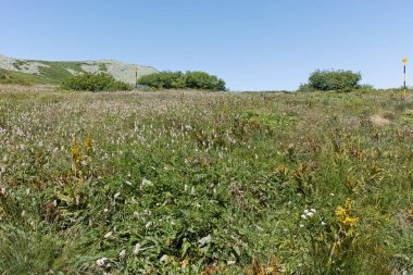 Bulgaristan 'ın Sofya Şehir Bölgesi' ndeki Aleko barakası yakınlarındaki Vitosha Dağı 'nın yaz manzarası