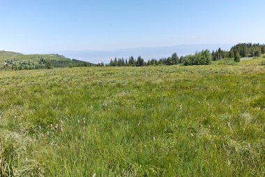 Bulgaristan 'ın Sofya Şehir Bölgesi' ndeki Aleko barakası yakınlarındaki Vitosha Dağı 'nın yaz manzarası