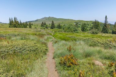 Bulgaristan 'ın Sofya Şehir Bölgesi' ndeki Aleko barakası yakınlarındaki Vitosha Dağı 'nın yaz manzarası