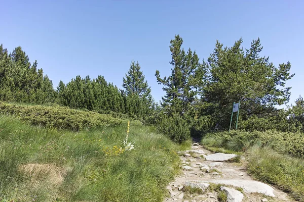 Sommerlandschaft Des Vitosha Gebirges Der Nähe Der Aleko Hütte Stadtgebiet — Stockfoto