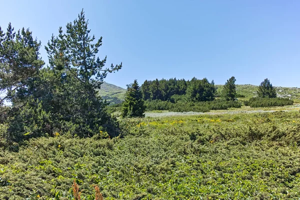 Summer Landscape Vitosha Mountain Aleko Hut Sofia City Region Bulgaria — Stock fotografie