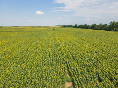 Bulgaristan 'ın Filibe kenti yakınlarındaki hava manzaralı ayçiçeği tarlası