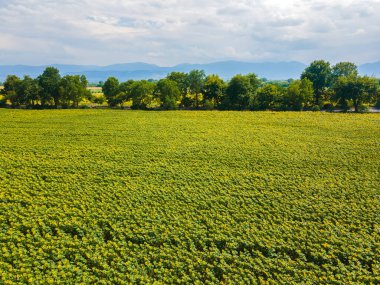 Bulgaristan 'ın Filibe kenti yakınlarındaki hava manzaralı ayçiçeği tarlası