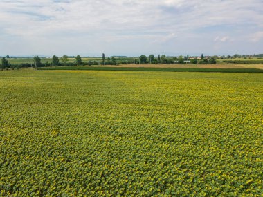 Bulgaristan 'ın Filibe kenti yakınlarındaki hava manzaralı ayçiçeği tarlası