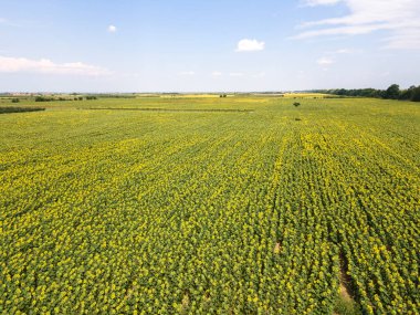 Bulgaristan 'ın Filibe kenti yakınlarındaki hava manzaralı ayçiçeği tarlası