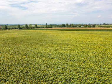 Bulgaristan 'ın Filibe kenti yakınlarındaki hava manzaralı ayçiçeği tarlası