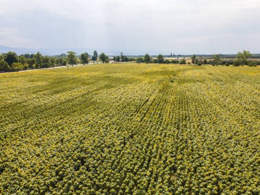 Bulgaristan 'ın Filibe kenti yakınlarındaki hava manzaralı ayçiçeği tarlası