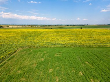 Bulgaristan 'ın Filibe kenti yakınlarındaki hava manzaralı ayçiçeği tarlası