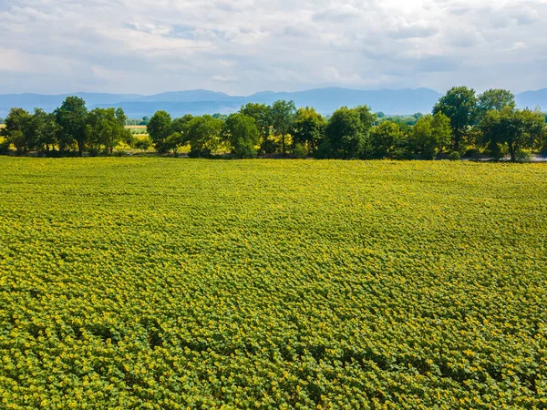 Bulgaristan 'ın Filibe kenti yakınlarındaki hava manzaralı ayçiçeği tarlası