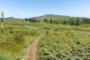 Bulgaristan 'ın Sofya Şehir Bölgesi' nin Kamen Del zirvesi yakınlarındaki Vitosha Dağı 'nın yaz manzarası