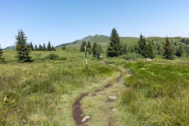 Bulgaristan 'ın Sofya Şehir Bölgesi' nin Kamen Del zirvesi yakınlarındaki Vitosha Dağı 'nın yaz manzarası