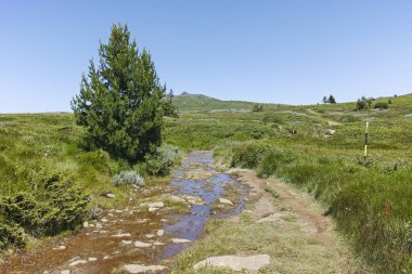 Bulgaristan 'ın Sofya Şehir Bölgesi' nin Kamen Del zirvesi yakınlarındaki Vitosha Dağı 'nın yaz manzarası