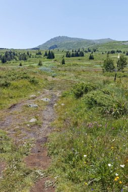Bulgaristan 'ın Sofya Şehir Bölgesi' nin Kamen Del zirvesi yakınlarındaki Vitosha Dağı 'nın yaz manzarası