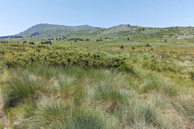 Bulgaristan 'ın Sofya Şehir Bölgesi' nin Kamen Del zirvesi yakınlarındaki Vitosha Dağı 'nın yaz manzarası