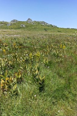Bulgaristan 'ın Sofya Şehir Bölgesi' nin Kamen Del zirvesi yakınlarındaki Vitosha Dağı 'nın yaz manzarası