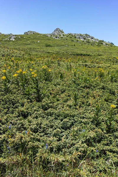 Bulgaristan 'ın Sofya Şehir Bölgesi' nin Kamen Del zirvesi yakınlarındaki Vitosha Dağı 'nın yaz manzarası