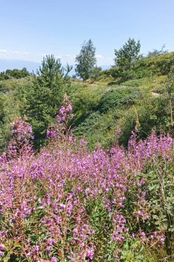 Bulgaristan 'ın Blagoevgrad bölgesindeki Belasitsa Dağı' nın şaşırtıcı yaz manzarası