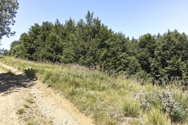 Bulgaristan 'ın Blagoevgrad bölgesindeki Belasitsa Dağı' nın şaşırtıcı yaz manzarası