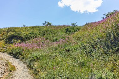 Bulgaristan 'ın Blagoevgrad bölgesindeki Belasitsa Dağı' nın şaşırtıcı yaz manzarası