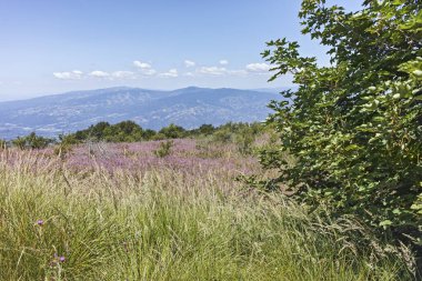 Bulgaristan 'ın Blagoevgrad bölgesindeki Belasitsa Dağı' nın şaşırtıcı yaz manzarası