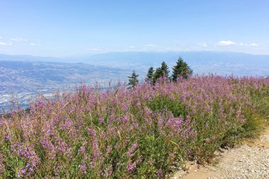 Bulgaristan 'ın Blagoevgrad bölgesindeki Belasitsa Dağı' nın şaşırtıcı yaz manzarası