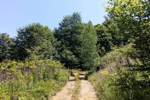 Amazing Summer Landscape Belasitsa Mountain Blagoevgrad Region Bulgaria — стоковое фото