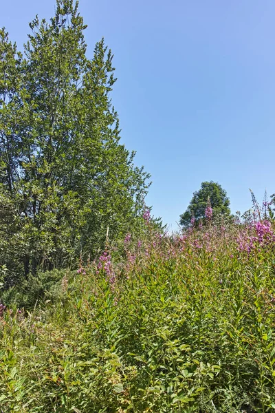 Amazing Summer Landscape Belasitsa Mountain Blagoevgrad Region Bulgaria — стоковое фото