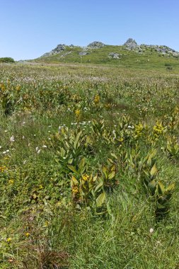 Bulgaristan 'ın Sofya Şehir Bölgesi' nin Kamen Del zirvesi yakınlarındaki Vitosha Dağı 'nın yaz manzarası
