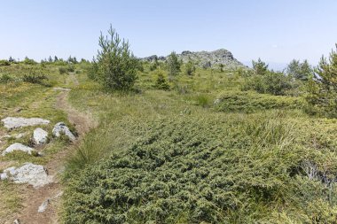 Bulgaristan 'ın Sofya Şehir Bölgesi' nin Kamen Del zirvesi yakınlarındaki Vitosha Dağı 'nın yaz manzarası
