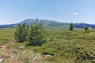 Bulgaristan 'ın Sofya Şehir Bölgesi' nin Kamen Del zirvesi yakınlarındaki Vitosha Dağı 'nın yaz manzarası